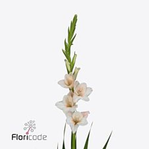 Gladiole lachs Sugarbabe 95cm