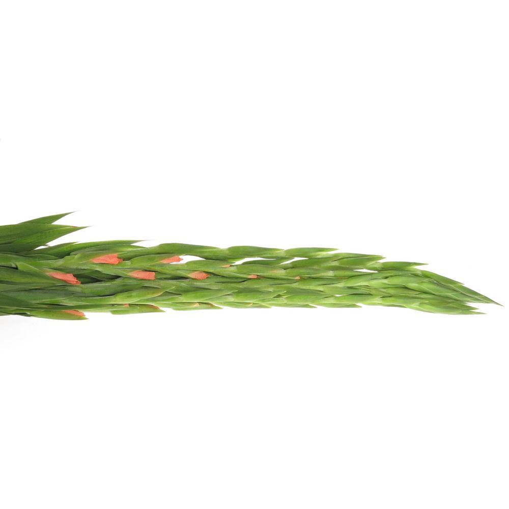 Gladiole lachs Sugarbabe 95cm