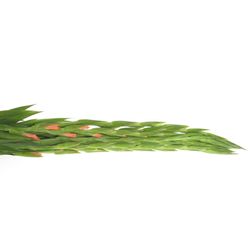 Gladiole lachs Sugarbabe 95cm