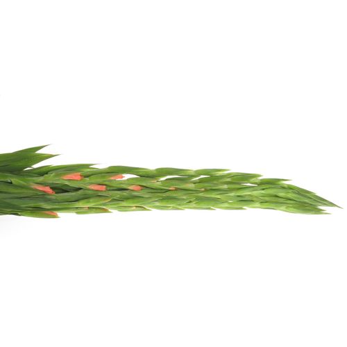 Gladiole lachs Sugarbabe 95cm