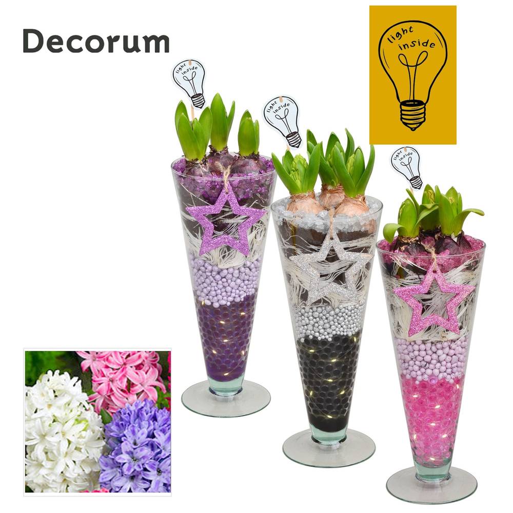 Hyac.Arr mix HL45012 Weihnachten T12 H040