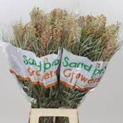 Grevilea hell rosa Pink Surprise 60cm