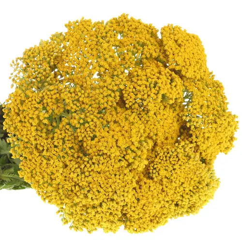 Achillea gelb Parker 40cm