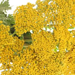 Achillea gelb Parker 40cm