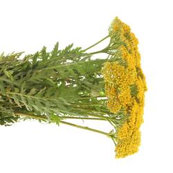 Achillea gelb Parker 40cm