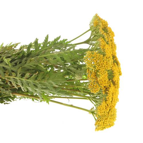 Achillea gelb Parker 40cm