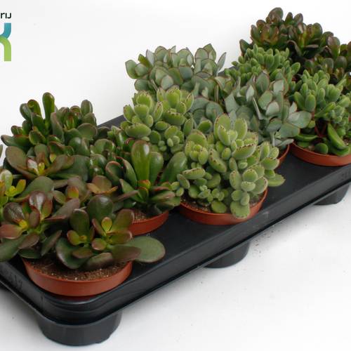 Crassula mix T10,5 H015