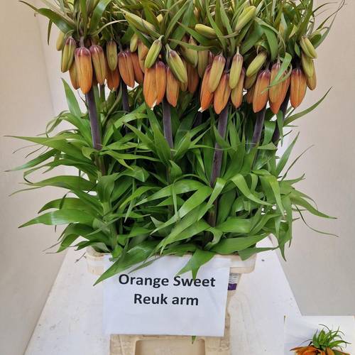 Fritilaria orange Orange Sweet 80cm
