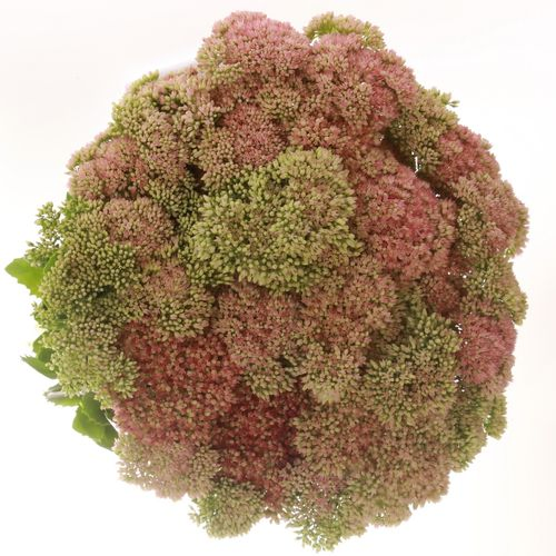 Sedum grün/rosa Spectabile 40cm
