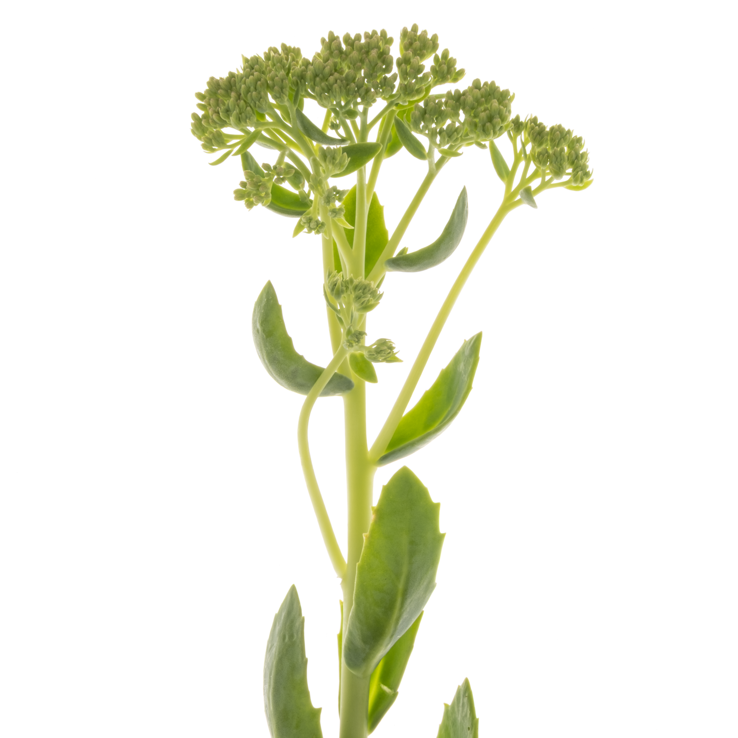 Sedum hell grün Spectabile (Baars) 55cm