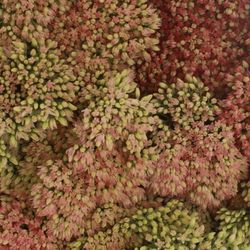 Sedum grün/rosa Spectabile 40cm