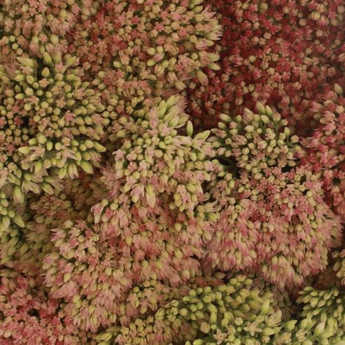 Sedum grün/rosa Spectabile 40cm