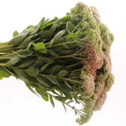 Sedum grün/rosa Spectabile 40cm
