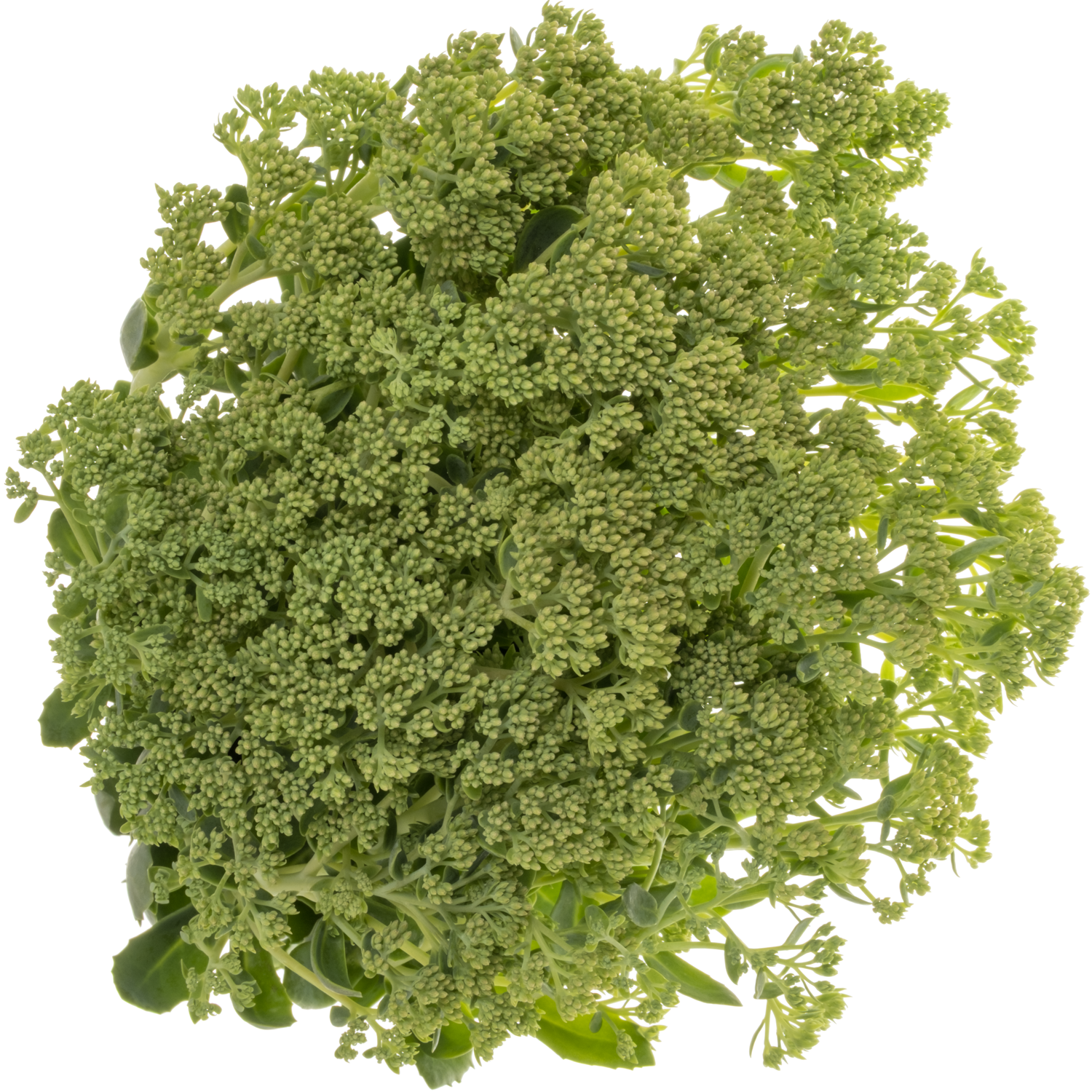 Sedum hell grün Spectabile (Baars) 55cm