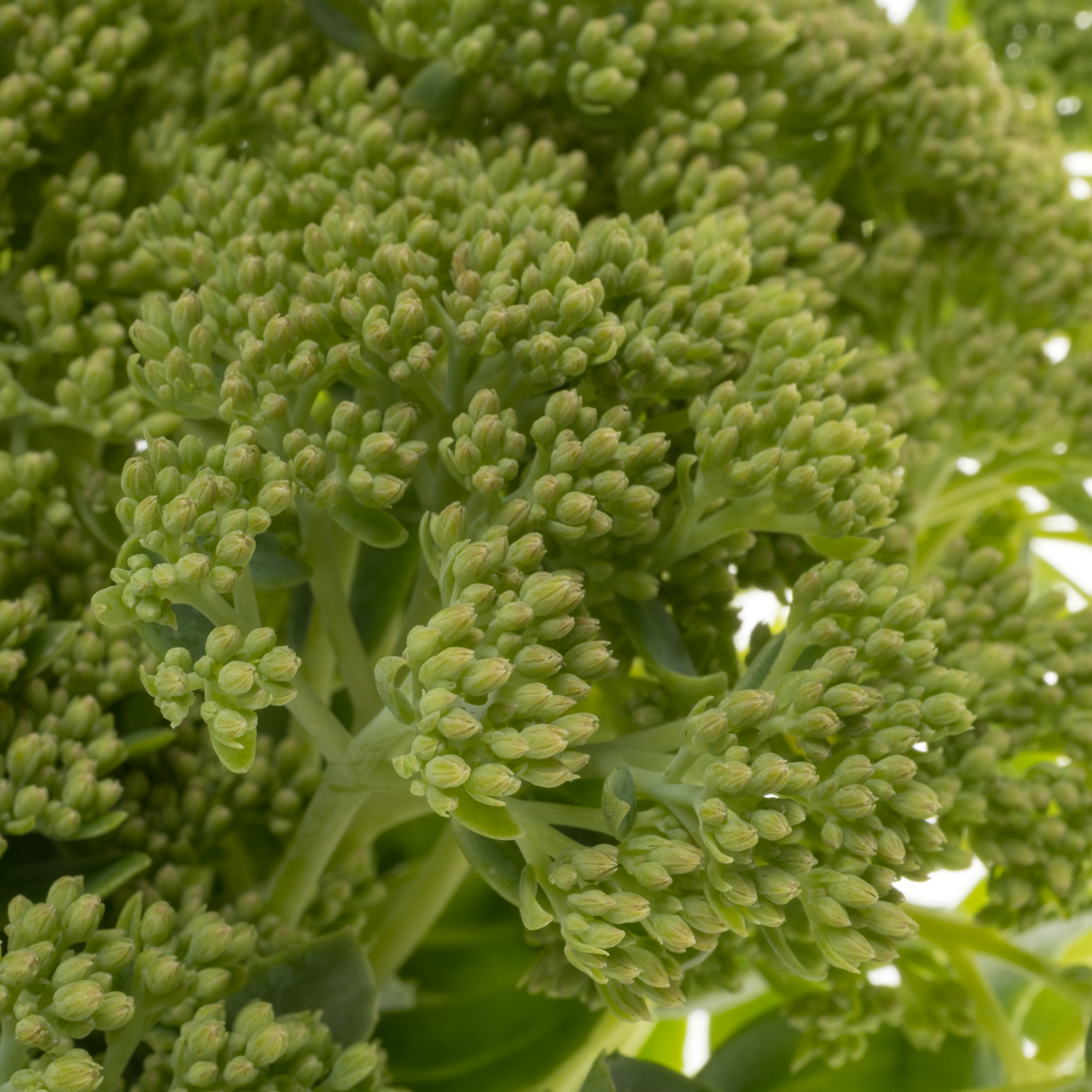 Sedum hell grün Spectabile (Baars) 55cm