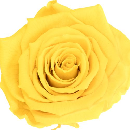 Präparierte Rose gelb Yel-02