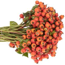 Hagebutte orange Conic Hiphop 50cm