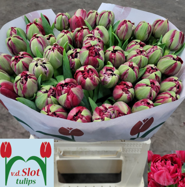Tulpe fuchsia doppel Venice 36 Gramm