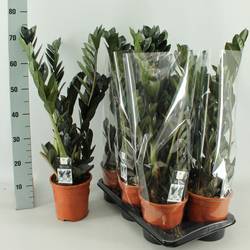 Zamioculcas Raven T17 H080