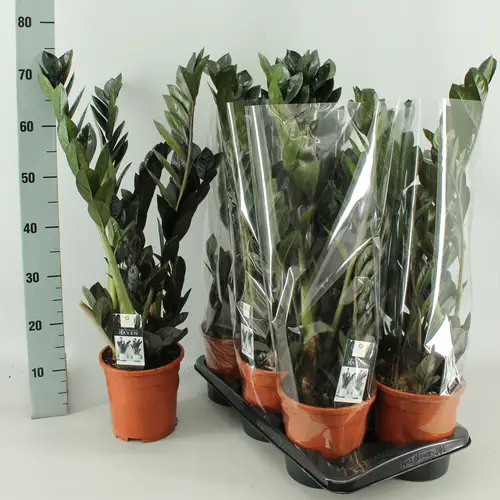 Zamioculcas Raven T17 H080