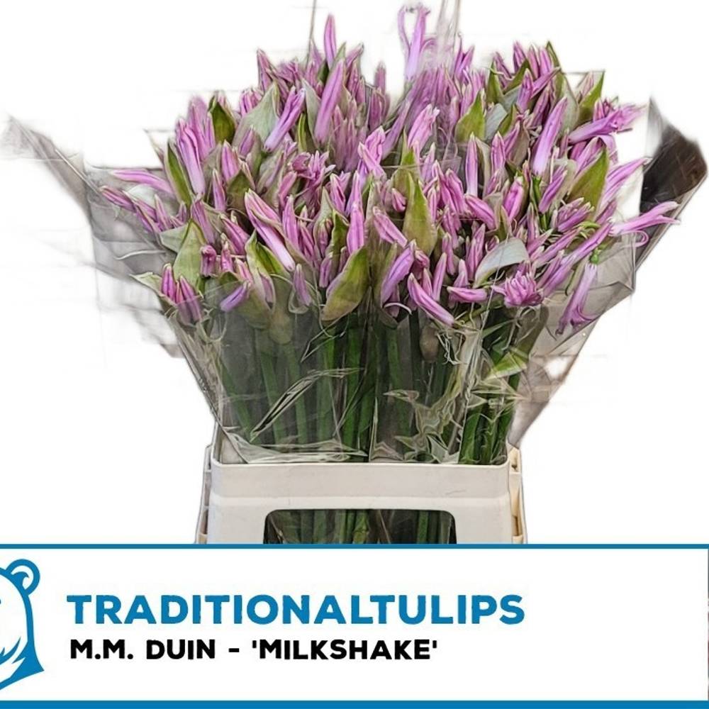 Nerine rosa Milkshake 65cm