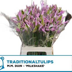 Nerine rosa Milkshake 65cm