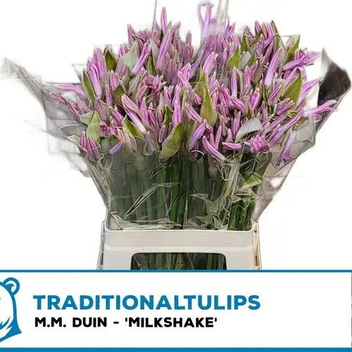 Nerine rosa Milkshake 65cm