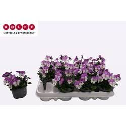 Hornveilchen rosa/weiss Wing T09 H015