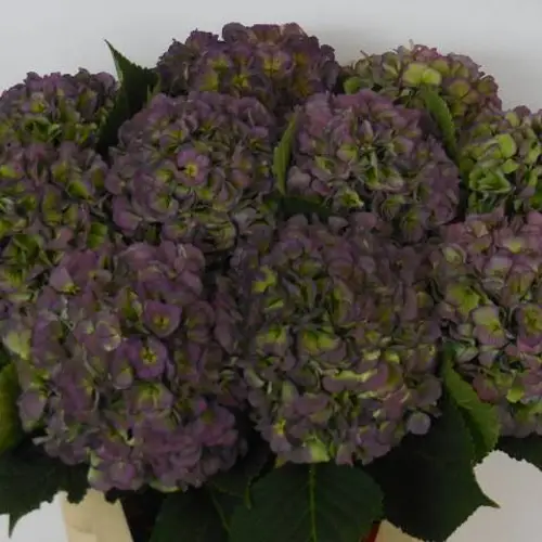 Hortensie lila/grün  Verena classic Bol 20cm 80cm