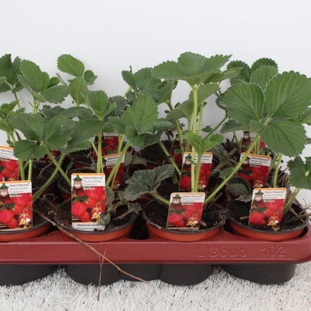 Fragaria Ananassa Daroyal T09,5 H015