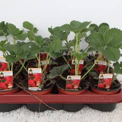 Fragaria Ananassa Daroyal T09,5 H015