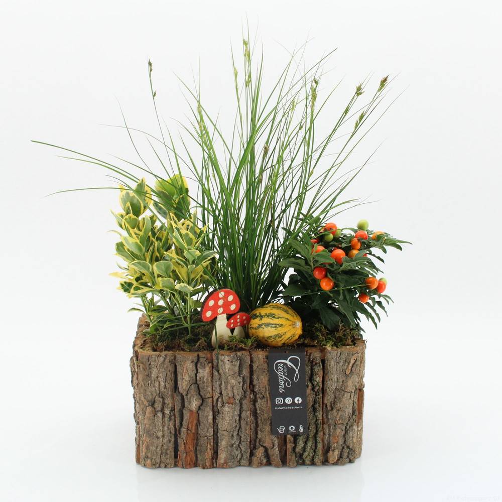 Garten.Arr-2502 Herbst T26 H040