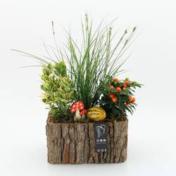Garten.Arr-2502 Herbst T26 H040