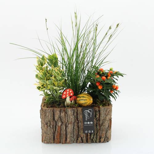 Garten.Arr-2502 Herbst T26 H040