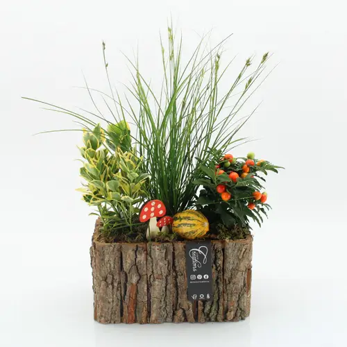 Garten.Arr-2502 Herbst T26 H040
