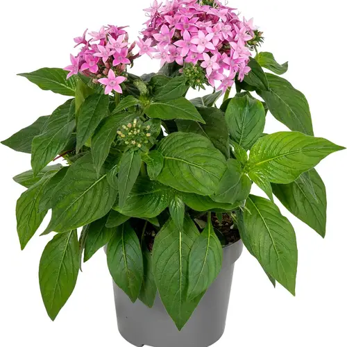 Pentas hellrosa T13 H025