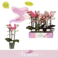 Phal.3-R mix Aromio T12 H035