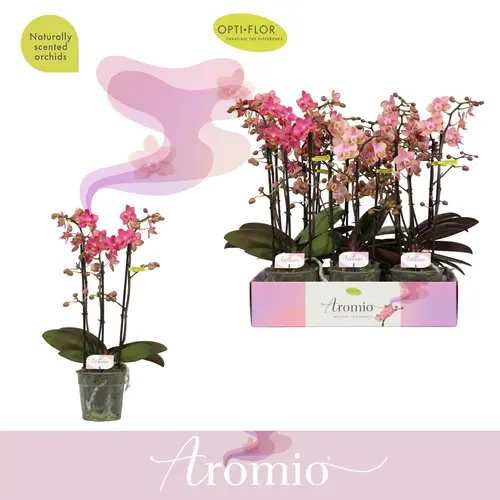 Phal.3-R mix Aromio T12 H035