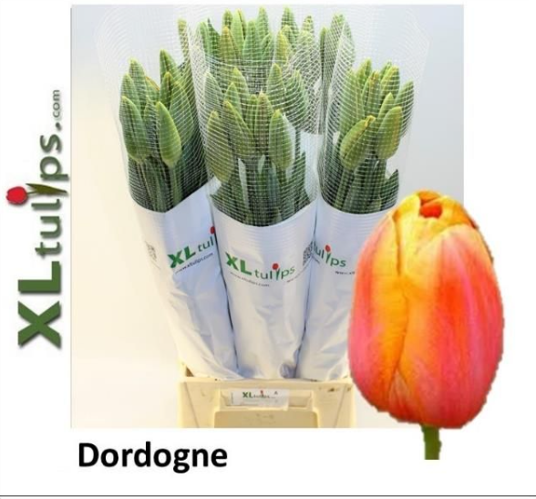 Franz.orange/gelb Dordogne 48 Gramm 50cm