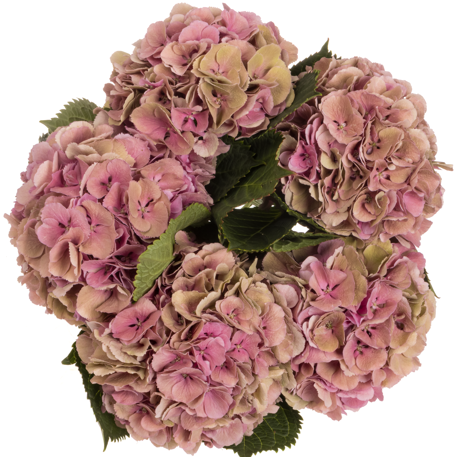 Hortensie rosa/hell grün Elbtal Classic Bol 21cm 60cm
