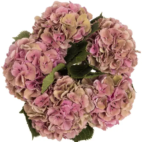 Hortensie rosa Elbtal Classic6 Bol 17cm 60cm