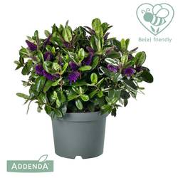 Hebe lila Alexa Addenda T17 H035