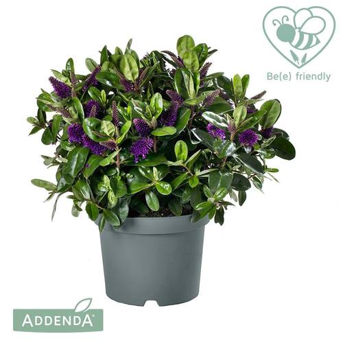 Hebe lila Alexa Addenda T17 H035