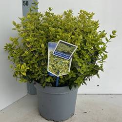 Euonymus Fortunei Emeral 'n' Gold T23 H035