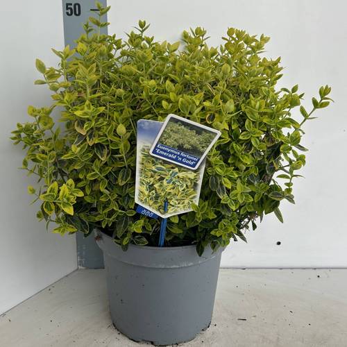 Euonymus Fortunei Emeral 'n' Gold T23 H035