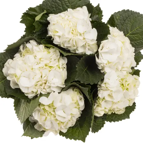 Hortensie weiss Ivoor Bol 20cm 80cm