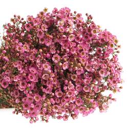 Wachsflower rosa Adi 80 Gramm 80cm