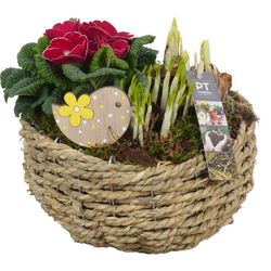 Zwiebel.Arr mix PTBM1470 T22 H25