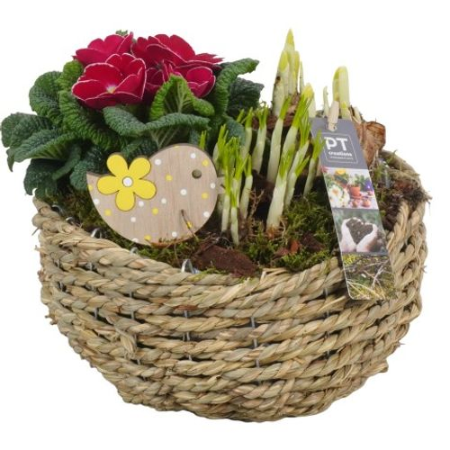 Zwiebel.Arr mix PTBM1470 T22 H25