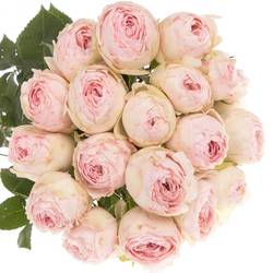 Rose verzweigt rosa Mansfield Park x5 3+Blüte